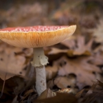Natuurlijke hoed Natuurlijke hoed