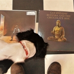 Cuddle the dog and his vinyl collection 4