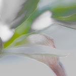 Amaryllis Amaryllis
