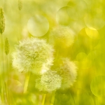 Paardebloemen Paardebloemen
