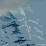 Riet Riet