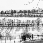 Omgekeerde bomen Omgekeerde bomen
