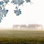 Paarden Paarden