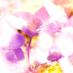 Anemonen I Anemonen I