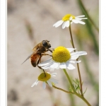 Bee at Flower Bee at Flower