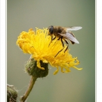 Bee at Flower 2 Bee at Flower 2