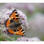 Butterfly Butterfly