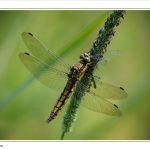 Libelle met Juffer Libelle met Juffer