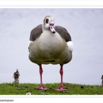 Nijlgans Nijlgans