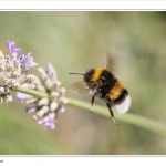 Hommel in de Vlucht Hommel in de Vlucht