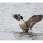 Canadese Gans Canadese Gans