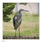 Reiger Reiger