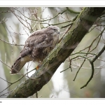Buizerd Buizerd