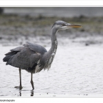 Reiger Reiger
