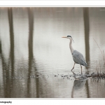 Reiger Reiger