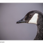 Canadese Gans Canadese Gans