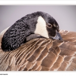 Canadese Gans Canadese Gans