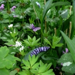 Rups en vlinder Rups en vlinder