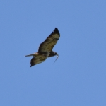 Buizerd Buizerd
