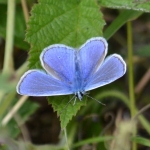 Icarusblauwtje Icarusblauwtje