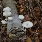 Porseleinzwam Porseleinzwam