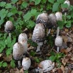 Geschubde inktzwam Geschubde inktzwam
