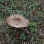 Grote parasolzwam Grote parasolzwam