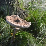 Grote parasolzwam Grote parasolzwam