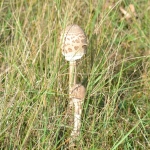 Grote parasolzwam Grote parasolzwam