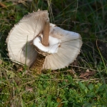 Grote parasolzwam Grote parasolzwam