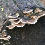 Elfenbankje Elfenbankje