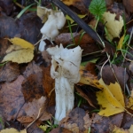 Witte kluifzwam Witte kluifzwam