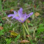 Herfsttijloos Herfsttijloos