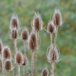 Kaardebol Kaardebol