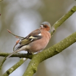 Vink. Vink.