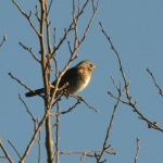 Kramsvogel. Kramsvogel.