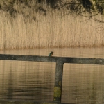 IJsvogel. IJsvogel.