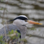 Blauwe reiger Blauwe reiger