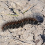 Rups van de veelvraat Rups van de veelvraat