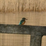 IJsvogel IJsvogel
