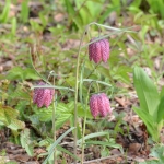Kievitsbloem Kievitsbloem