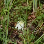 Kievitsbloem Kievitsbloem