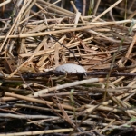 Ei van een meerkoet Ei van een meerkoet