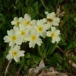 Stengelloze Sleutelbloem Stengelloze Sleutelbloem
