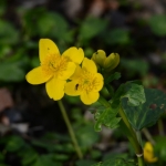 Gewone dotterbloem Gewone dotterbloem