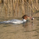 Grote zaagbek Grote zaagbek