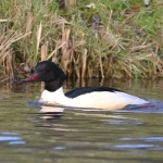 Grote zaagbek Grote zaagbek