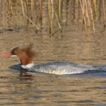 Grote zaagbek Grote zaagbek