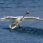 Wilde zwaan Wilde zwaan