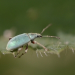 Groene snuitkever Groene snuitkever